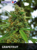 GRAPEFRUIT / 5 SEMILLAS