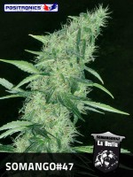 SOMANGO 47 / 5 SEMILLAS