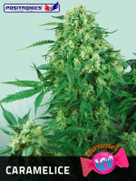CARAMELICE / 5 SEMILLAS