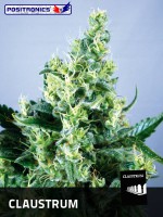 CLAUSTRUM / 5 SEMILLAS