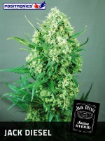 JACK DIESEL / 5 SEMILLAS