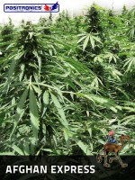 AFGHAN EXPRESS / 5 SEMILLAS