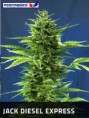 JACK DIESEL EXPRESS / 5 SEMILLAS