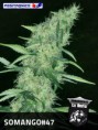 SOMANGO 47 / 5 SEMILLAS