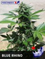 BLUE RHINO / 5 SEMILLAS
