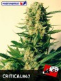 CRITICAL 47 / 5 SEMILLAS